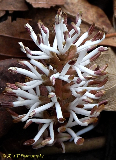 {Pachysandra procumbens}